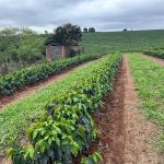 Dados mais precisos sobre produção de café podem ajudar produtores a tomar melhores decisões