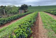 Dados mais precisos sobre produção de café podem ajudar produtores a tomar melhores decisões