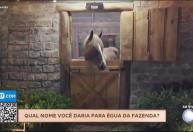 Galisteu abre votação para definir nome de nova égua de A Fazenda 18; veja opções