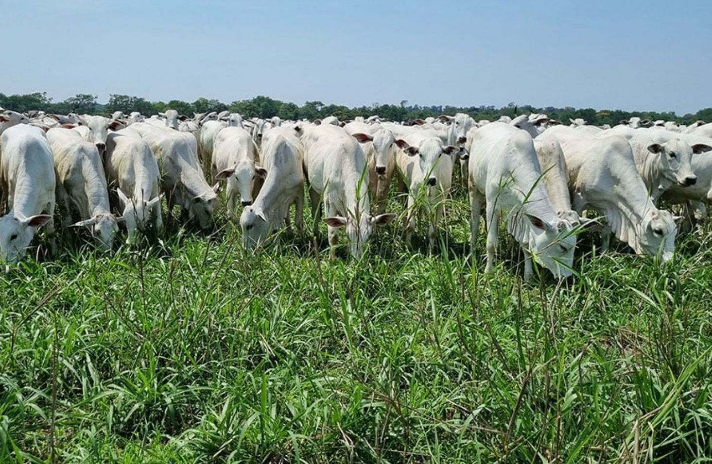 Valdir Barbosa: até o boi está com medo do El Niño e da economia brasileira