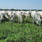 Valdir Barbosa: até o boi está com medo do El Niño e da economia brasileira