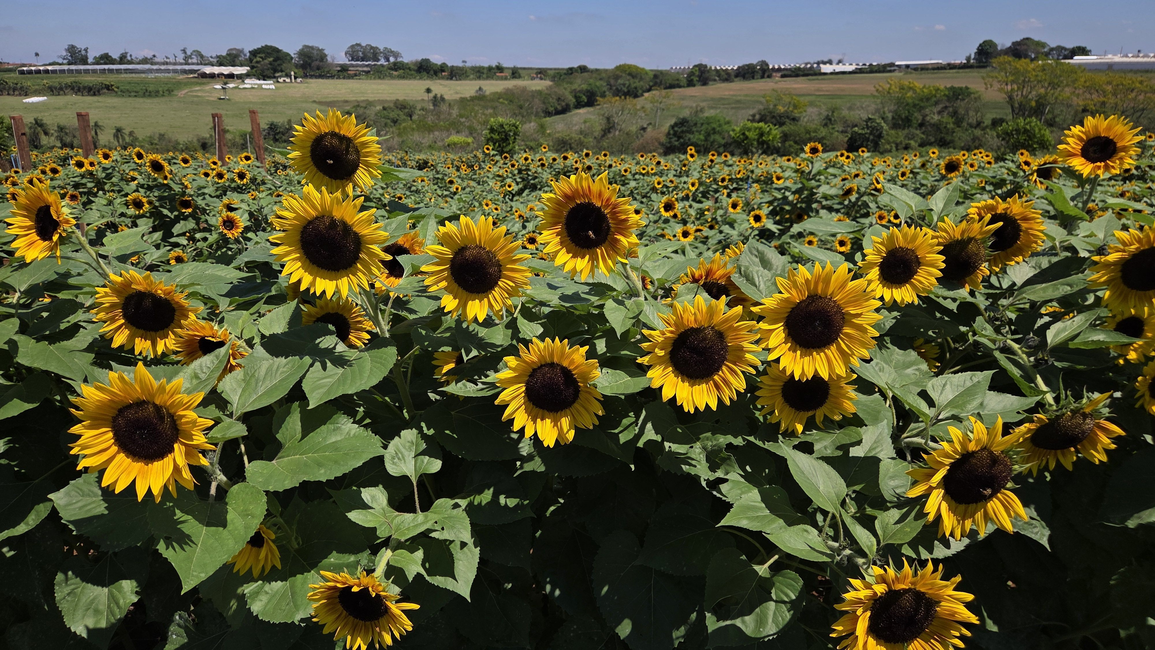 45 mil girassóis plantados: Expoflora tem jardim gigante aberto para visitantes