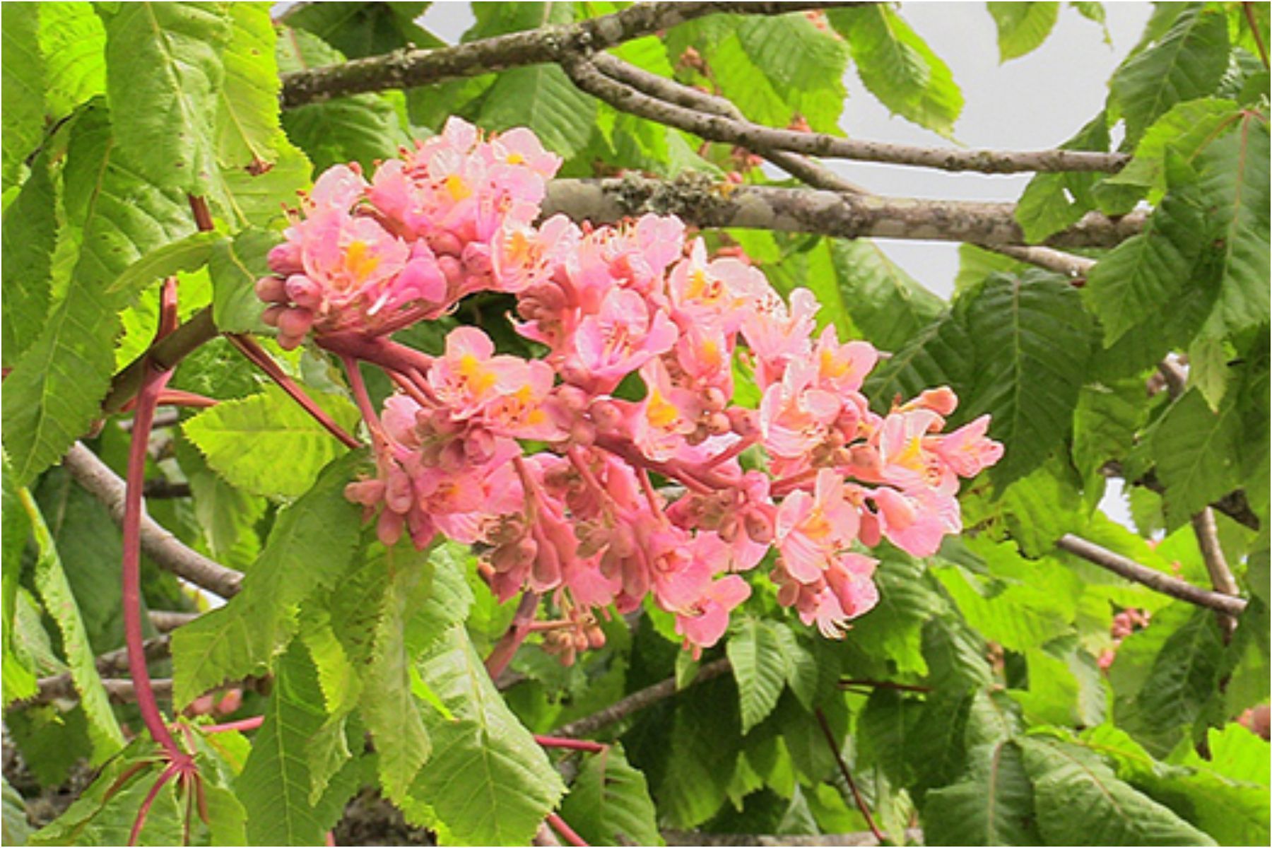 A árvore perfeita para jardins: dá sombra densa, flores chamativas e é resistente a pragas
