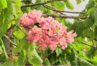 A árvore perfeita para jardins: dá sombra densa, flores chamativas e é resistente a pragas
