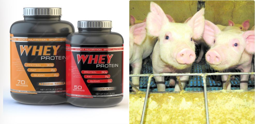 Valdir Barbosa: soro do leite, alimento de bezerros e suínos inflacionam Whey Protein e canetas emagrecedoras