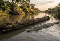 Provérbio africano: "Por mais tempo que o tronco permaneça na água, ele nunca se transforma em crocodilo"