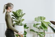Folhas gigantes e visual sofisticado: conheça a árvore que pode crescer dentro do apartamento