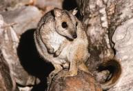Animal considerado ameaçado reaparece na Austrália após mais de 50 anos
