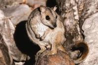 Animal considerado ameaçado reaparece na Austrália após mais de 50 anos