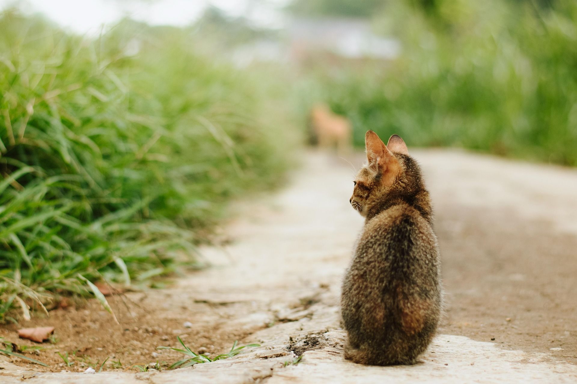 Nova espécie de gato selvagem é descoberta na Bolívia após mais de um século