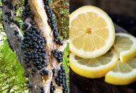 Jabuticaba e limão no liquidificador: benefícios e receita completa