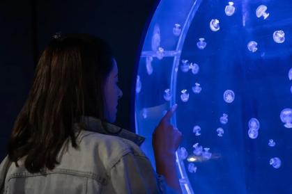 Jellyfish Museum tem 21 tanques com diferentes espécies de águas-vivas