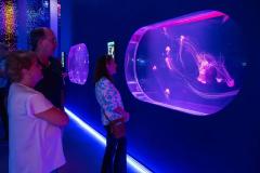 Jellyfish Museum tem 21 tanques com diferentes espécies de águas-vivas