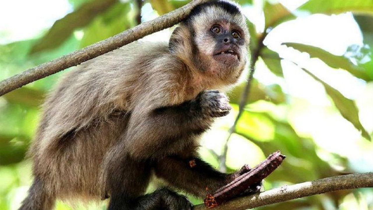 Corpo de macaco é enviado de Varginha para exames em BH