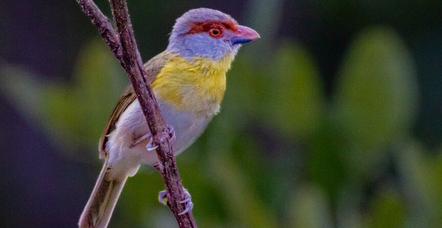 IA revoluciona mapeamento da biodiversidade e revela detalhes inéditos da fauna e flora
