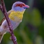 IA revoluciona mapeamento da biodiversidade e revela detalhes inéditos da fauna e flora