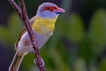 IA revoluciona mapeamento da biodiversidade e revela detalhes inéditos da fauna e flora