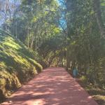 Poços de Caldas e Varginha celebram o Dia da Árvore com incentivo ao plantio e balanço de ações