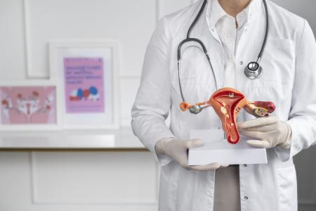 Médico segurando modelo anatômico de um útero