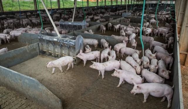 Fórum Estadual debate crise da suinocultura em MG e busca alternativas para produtores