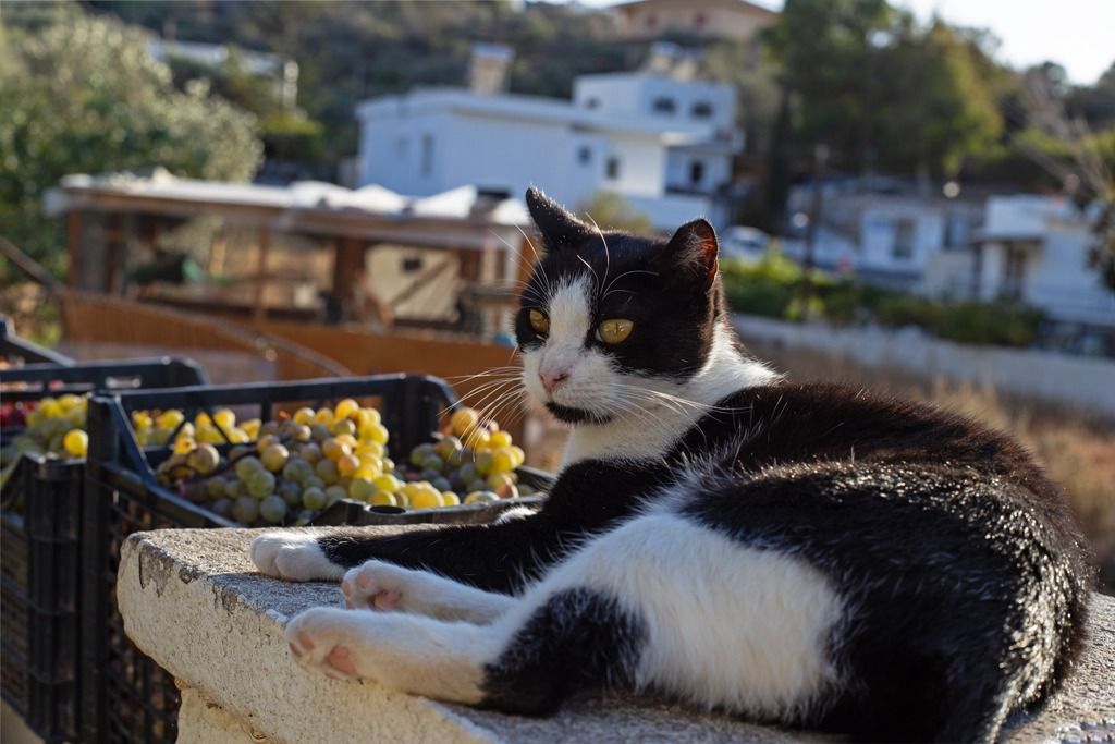 Grécia abre inscrições para viver de graça em ilha em troca de cuidar de gatos; saiba como