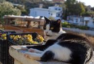 Grécia abre inscrições para viver de graça em ilha em troca de cuidar de gatos; saiba como