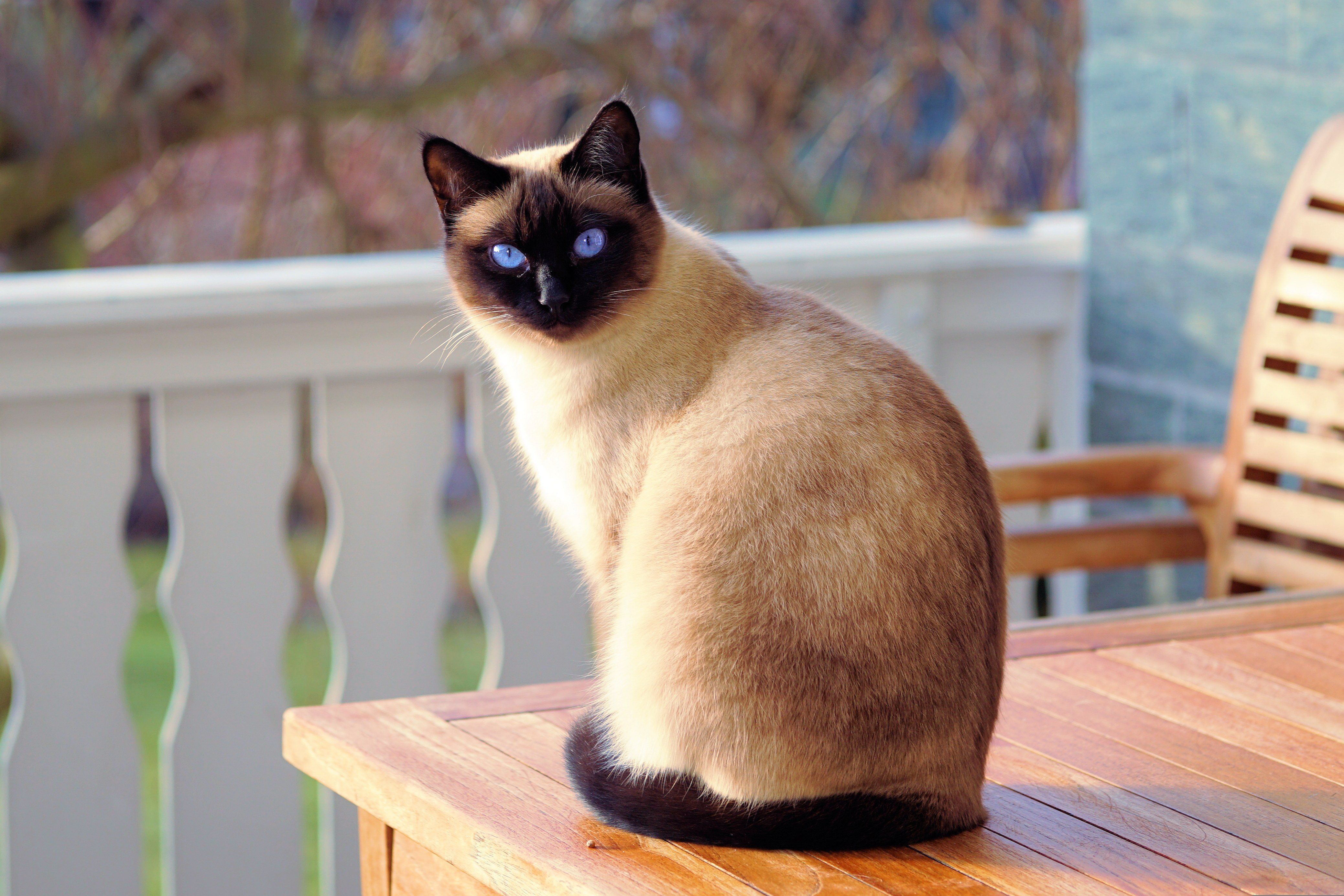 Veterinário: 'A pessoa favorita de um gato é sempre aquela que parece um pouco mais distante'