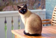 Veterinário: 'A pessoa favorita de um gato é sempre aquela que parece um pouco mais distante'