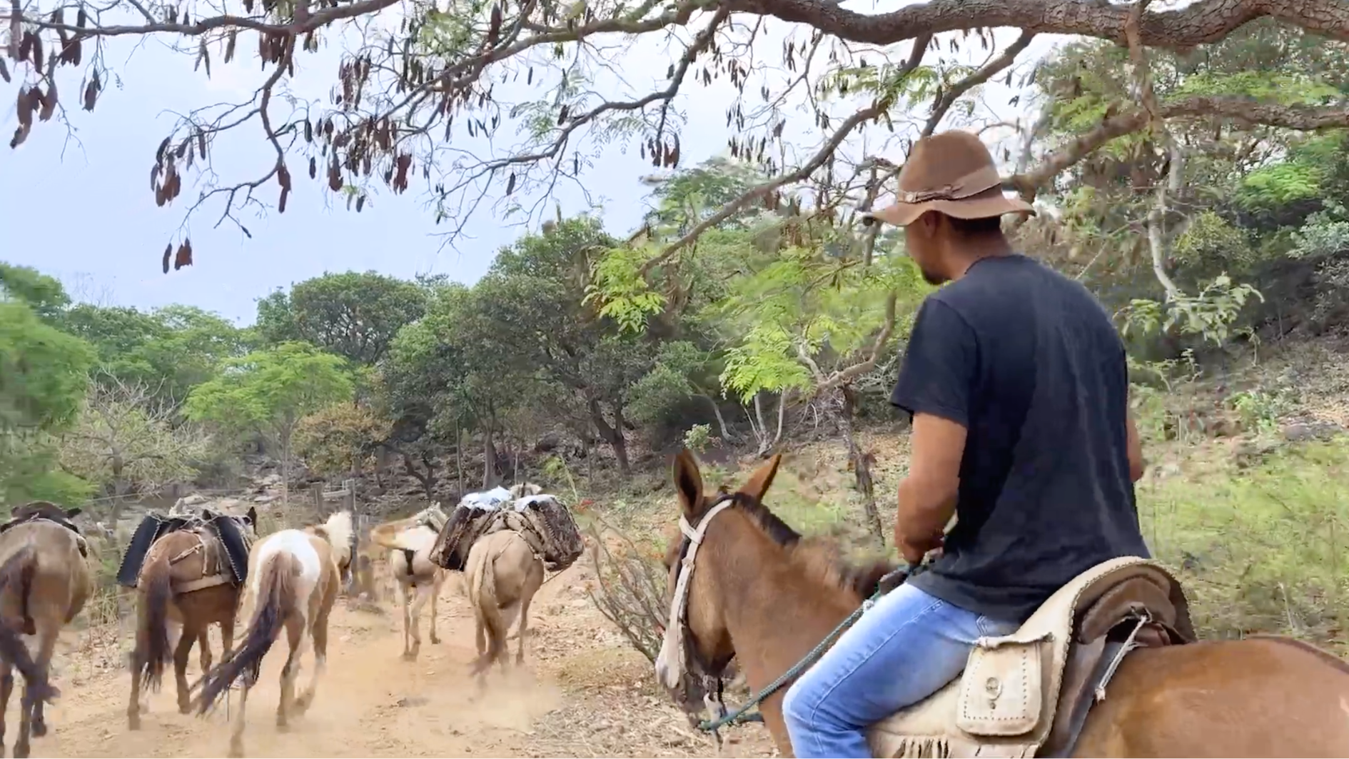 Tropeirismo e gastronomia nas montanhas: jovem mantém viva a tradição das tropas na Serra de Fechados,
