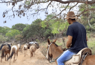 Tropeirismo e gastronomia nas montanhas: jovem mantém viva a tradição das tropas na Serra de Fechados,