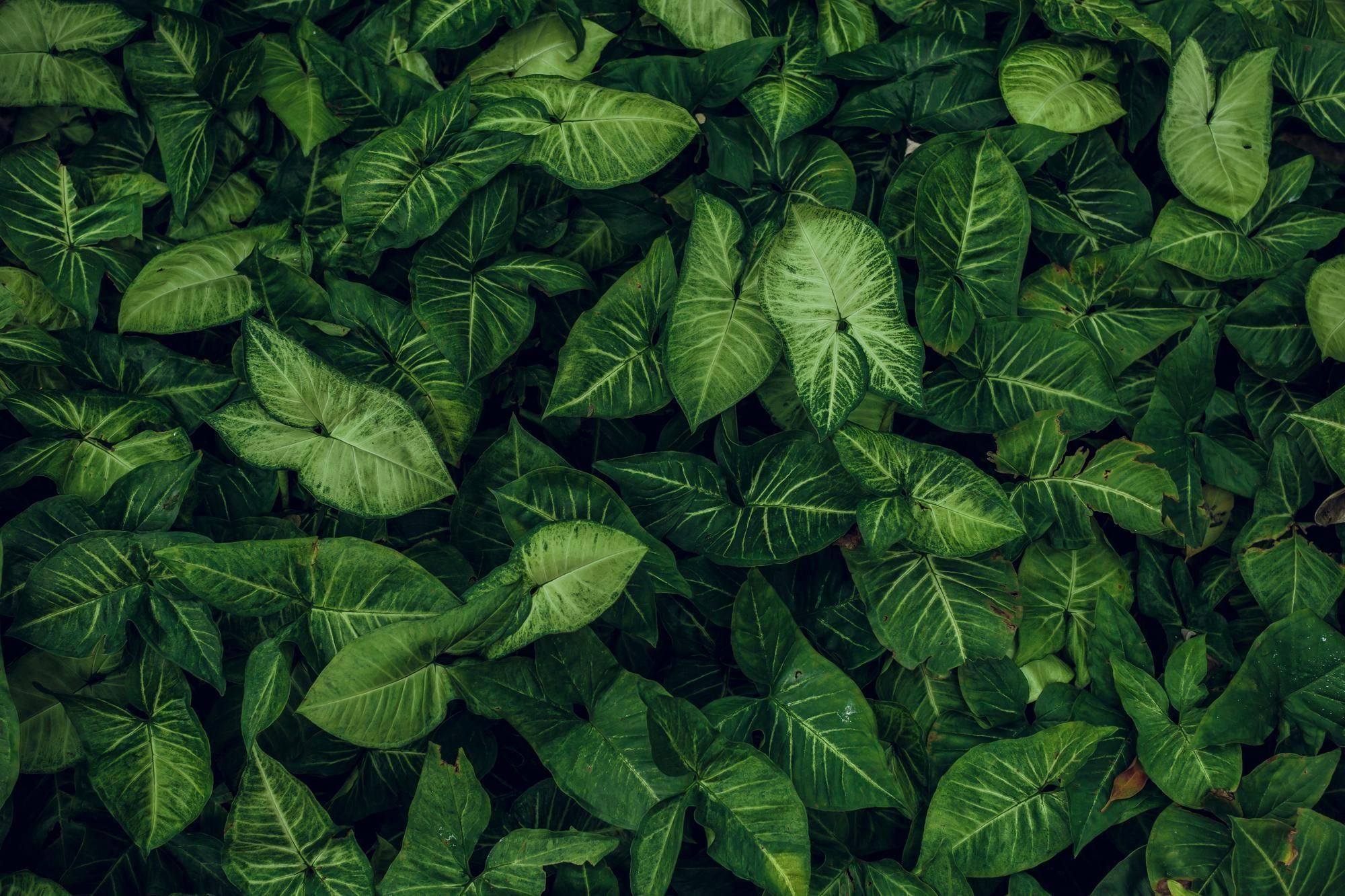 O que significa, segundo o Feng Shui, quando uma planta de interior murcha em outubro?