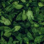 O que significa, segundo o Feng Shui, quando uma planta de interior murcha em outubro?