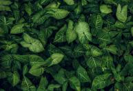 O que significa, segundo o Feng Shui, quando uma planta de interior murcha em outubro?