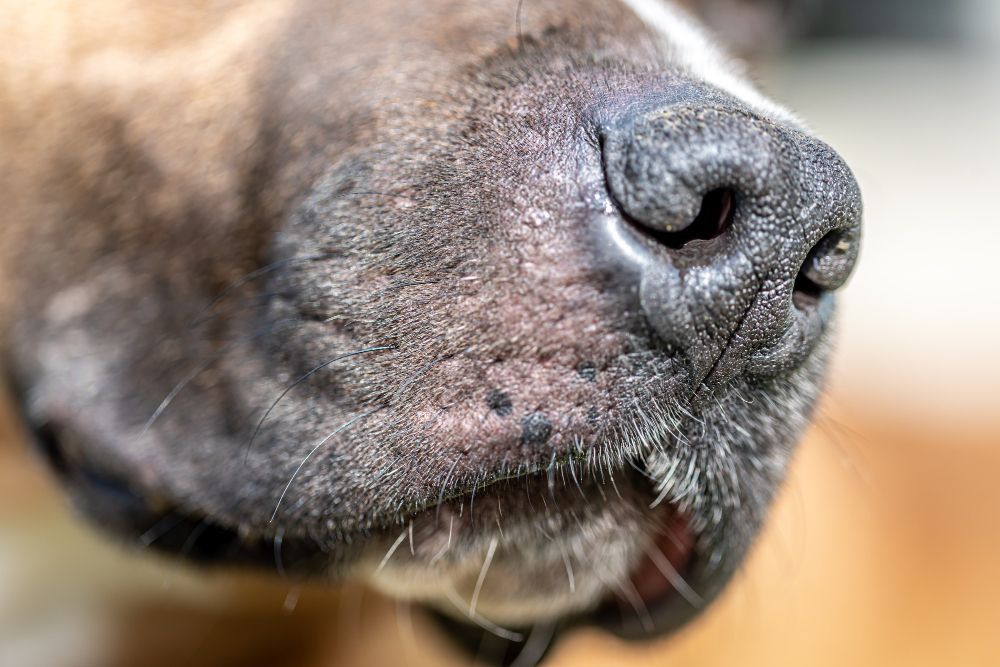 A ciência explica por que os cachorros cheiram o traseiro de outros cães; veja o que significa