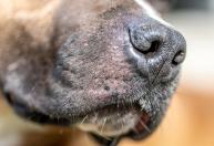 A ciência explica por que os cachorros cheiram o traseiro de outros cães; veja o que significa