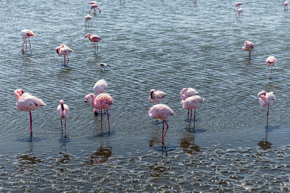 Flamingos descansam sobre uma perna só; entenda o segredo dessa postura