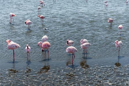 flamingo