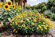 As 3 flores amarelas para plantar em outubro: elas enchem o jardim de cor e atraem polinizadores