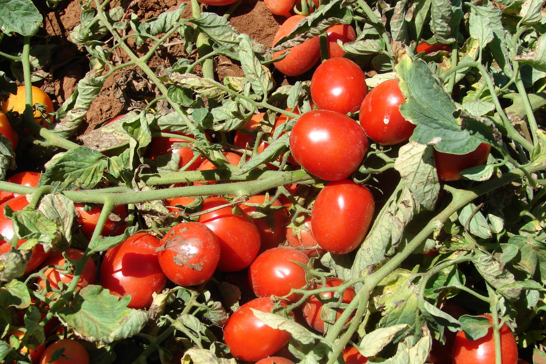 Zoneamento agrícola define regras para plantio de tomate industrial no Brasil