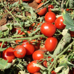 Zoneamento agrícola define regras para plantio de tomate industrial no Brasil