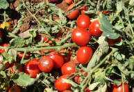 Zoneamento agrícola define regras para plantio de tomate industrial no Brasil