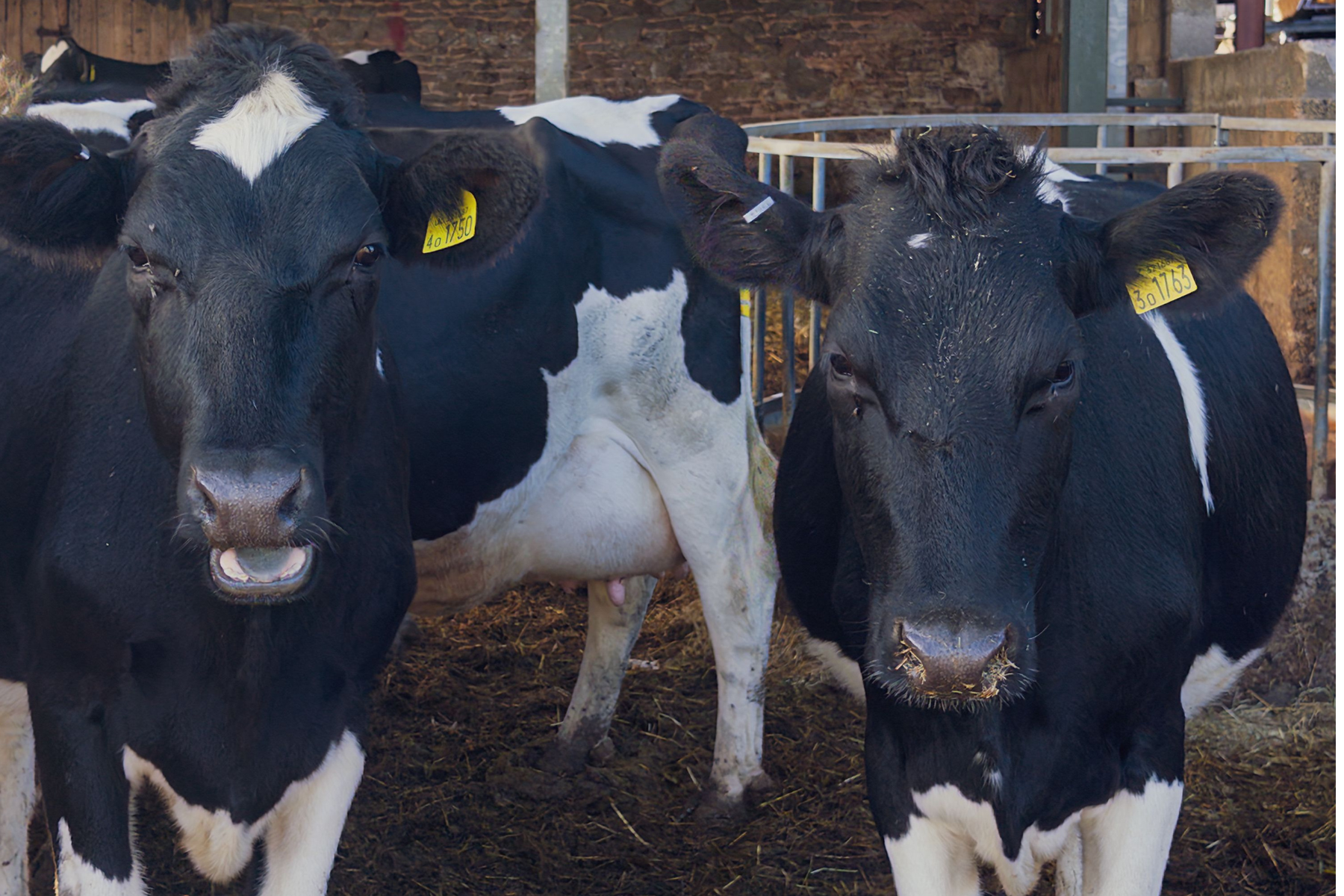 Preço do boi supera o da vaca e diferença é a maior para outubro desde 2022