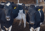 Preço do boi supera o da vaca e diferença é a maior para outubro desde 2022