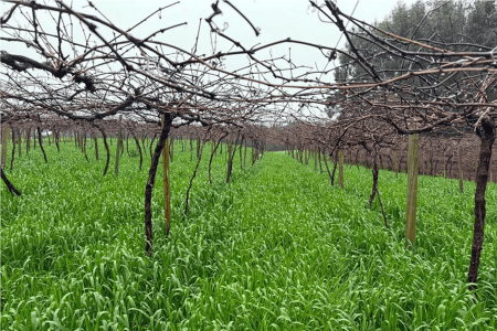 Plantação de aveia-preta usada como cobertura vegetal sobre o solo.
