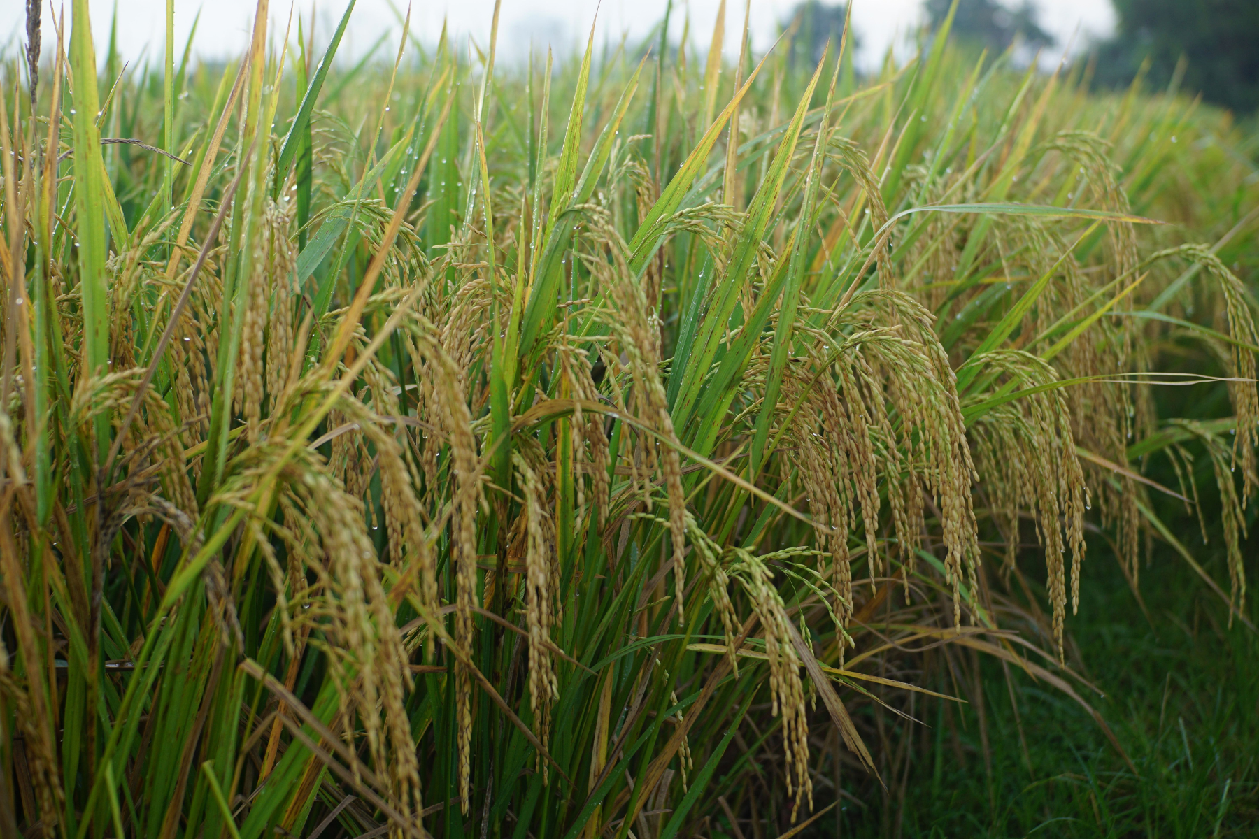 Arroz encerra setembro em alta, mas negócios perdem ritmo em outubro