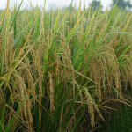 Arroz encerra setembro em alta, mas negócios perdem ritmo em outubro