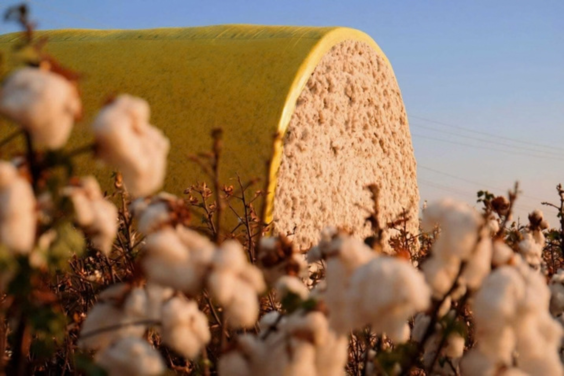 Algodão vai além dos tecidos e movimenta cadeia produtiva em Mato Grosso