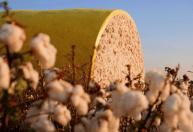 Algodão vai além dos tecidos e movimenta cadeia produtiva em Mato Grosso