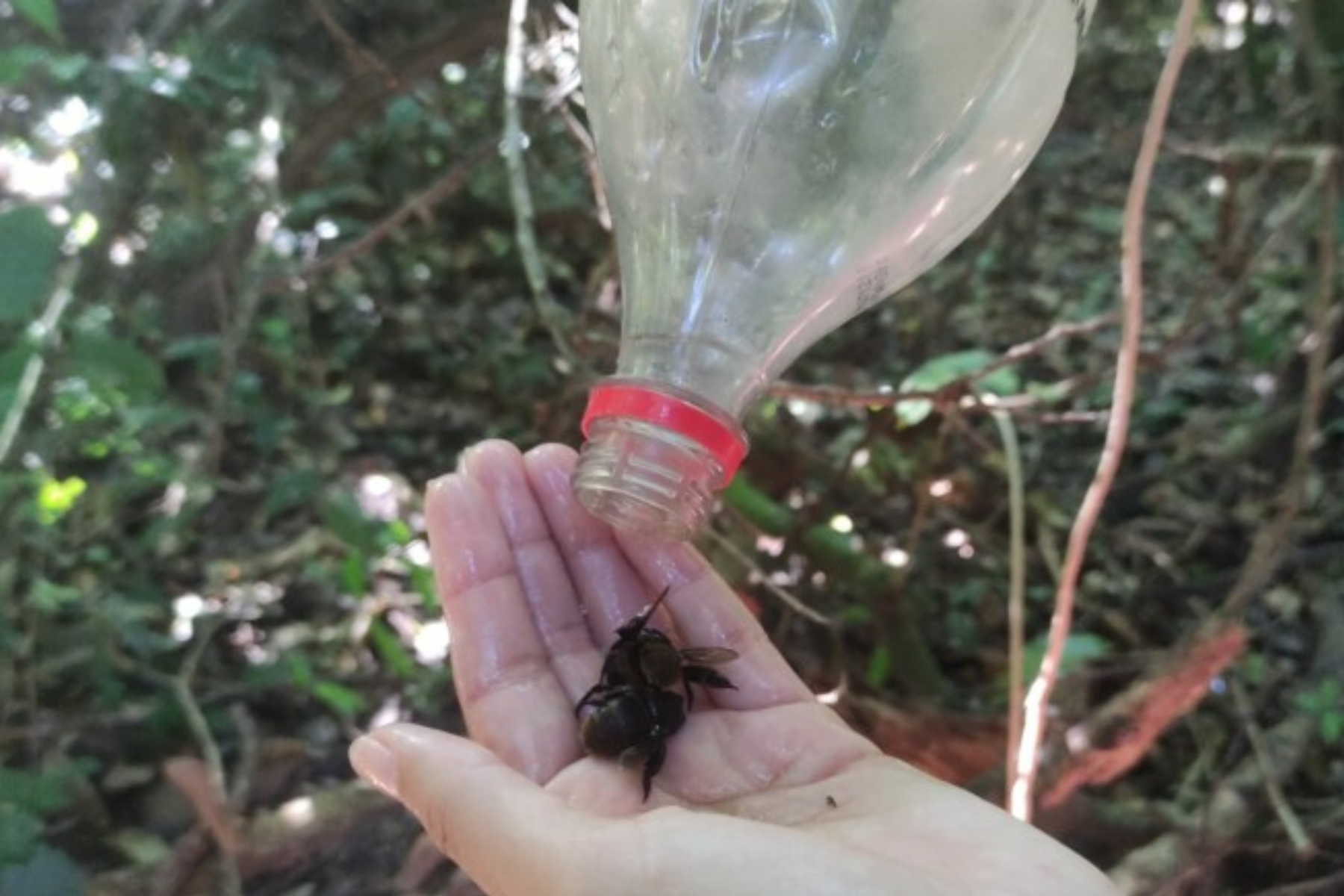 Área atingida por rejeitos em Mariana tem mais abelhas, porém perde variedade de espécies