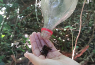 Área atingida por rejeitos em Mariana tem mais abelhas, porém perde variedade de espécies